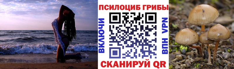 KRAKEN как войти  Райчихинск  Галлюциногенные грибы мицелий 